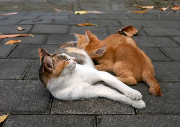 Eine Katzenmutter Säugt Ihre Kleinen Braunen Kätzchen Seichten Fokus — Stockfoto