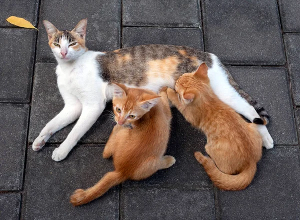 Uma Gata Mãe Amamentando Seus Filhotes Castanhos Foco Raso — Fotografia de Stock