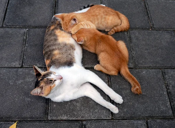Kot Matka Karmiąca Swoje Małe Brązowe Kociaki Płytkim Skupieniu — Zdjęcie stockowe