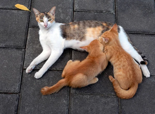 Kot Matka Karmiąca Swoje Małe Brązowe Kociaki Płytkim Skupieniu — Zdjęcie stockowe