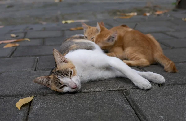 Mother Cat Nursing Her Little Brown Kittens Shallow Focus — Stock Photo, Image