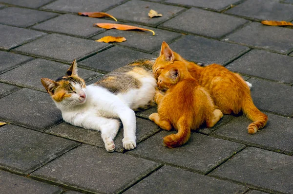 Una Gata Madre Amamantando Sus Pequeños Gatitos Marrones Enfoque Poco — Foto de Stock
