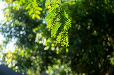 River tamarind (Leucaena leucocephala) green leaves with bokeh background