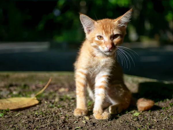 Brun Katt Kattunge Grunt Fokus Morgonen — Stockfoto