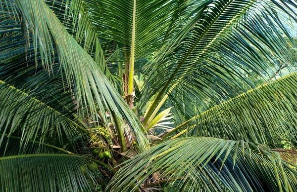 Coconut Palm Green Leaves Its Flower Young Coconut Fruits — Stock Photo, Image