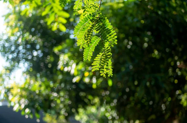 Tamarindo Fiume Leucaena Leucocephala Foglie Verdi Con Sfondo Bokeh — Foto Stock