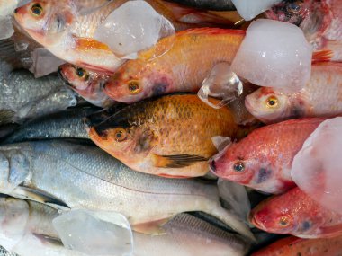 Taze kırmızı Oreochromis niloticus balığı buz kutusunda