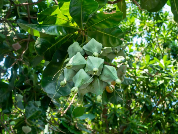 Keben, Barringtonia asiatica fruits, fish poison tree, sea poison tree, mangrove tree
