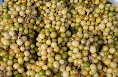 Ciplukan, Physalis angulata meyvesi veya altın çilek, Groundcherry, doğal arka plan.