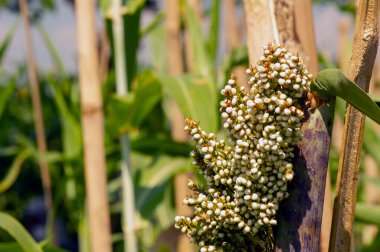 Sorghum bicolor, yiyecek ve yenilenebilir enerji solüsyonunu kapatın. Seçili odak