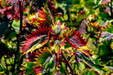 Renkli Coral Coleus, genellikle coleus olarak bilinir, çiçekli bir bitki türüdür.