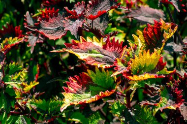 Renkli Coral Coleus, genellikle coleus olarak bilinir, çiçekli bir bitki türüdür.