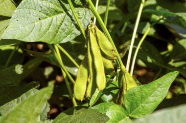 Endonezya 'nın Yogyakarta kentindeki çiftçi tarlasında bulunan kök fasulye, Edamame fasulyesi, soya kabuğu (Glycine max L. Merrill) bitkilerine yakından bakın..