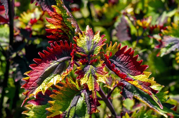 Renkli Coral Coleus, genellikle coleus olarak bilinir, çiçekli bir bitki türüdür.