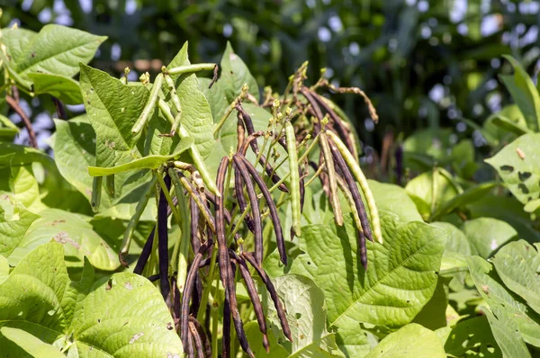 Kacang Hijau Pods Green Beans Mung Bean Vigna Radiata Plant — 图库照片
