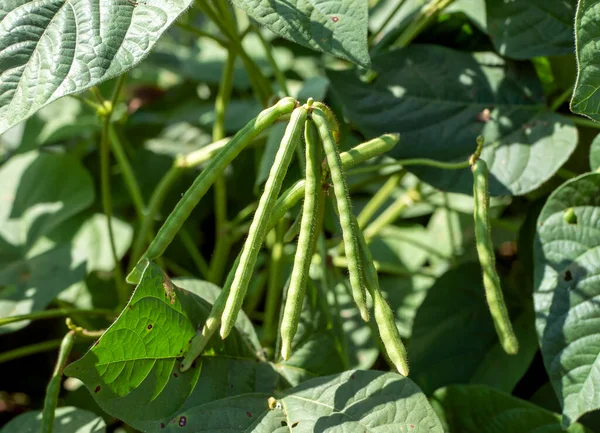 Kacang Hijau Pods Feijão Verde Mung Bean Vigna Radiata Plant — Fotografia de Stock