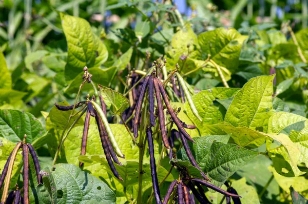 Kacang Hijau Pods Feijão Verde Mung Bean Vigna Radiata Plant — Fotografia de Stock