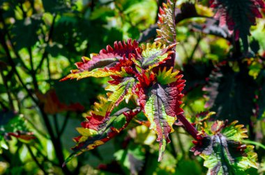 Renkli Coral Coleus, genellikle coleus olarak bilinir, çiçekli bir bitki türüdür.