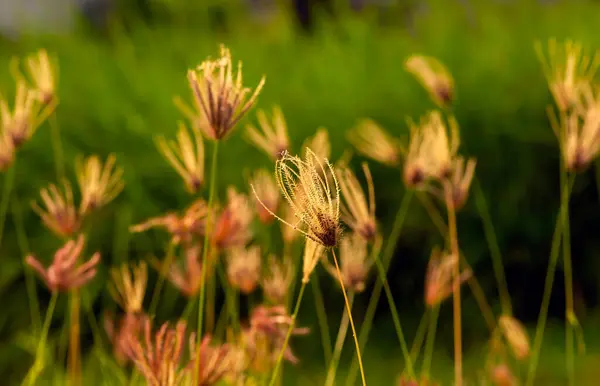 Chloris Virgata Federfingergras Federhaftes Rhodos Gras Ausgewählter Fokus Für Natürlichen — Stockfoto