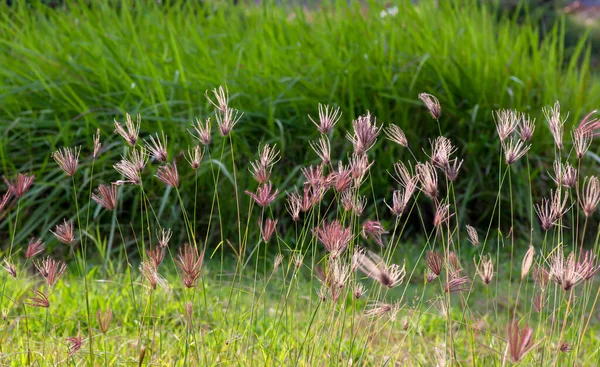 Chloris Virgata Pluma Fingergrass Pluma Rhodes Grama Foco Selecionado Para — Fotografia de Stock