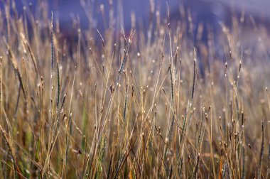 Altın çimen, Chloris virgata, tüy parmak otu, tüylü Rodos otları, seçilmiş odak, doğal arkaplan ve duvar kağıdı için.