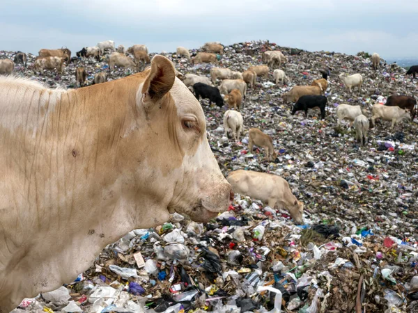 印度尼西亚 一群奶牛在垃圾填埋场里寻找食物 — 图库照片