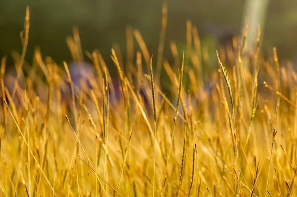 Grama Dourada Chloris Virgata Pluma Fingergrass Pluma Rhodes Grama Foco — Fotografia de Stock