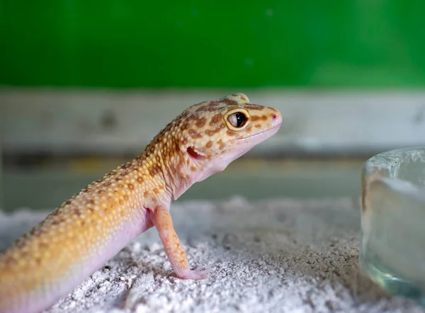 Küçük şirin sarı bir kertenkeleye yaklaş (Gekko gecko)