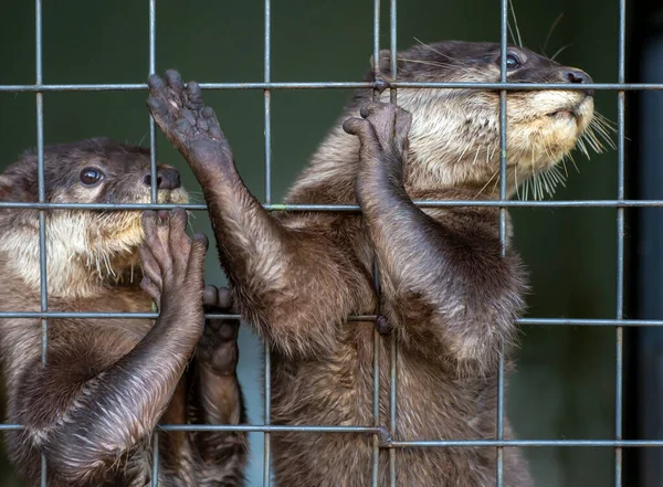 Close up of cute otters (Lutrinae) in a zoo cage in Yogyakarta, Indonesia