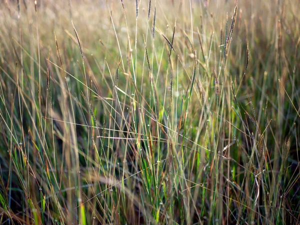 Goldenes Gras Chloris Virgata Federfingergras Federhaftes Rhodos Gras Ausgewählter Fokus — Stockfoto