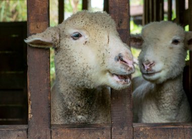 Yogyakarta, Endonezya 'daki çiftlikteki genç koyunları kapatın.