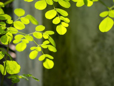 Kelor veya Drumstick ağacı, Moringa oleifera, yeşil yapraklar seçili odak noktası