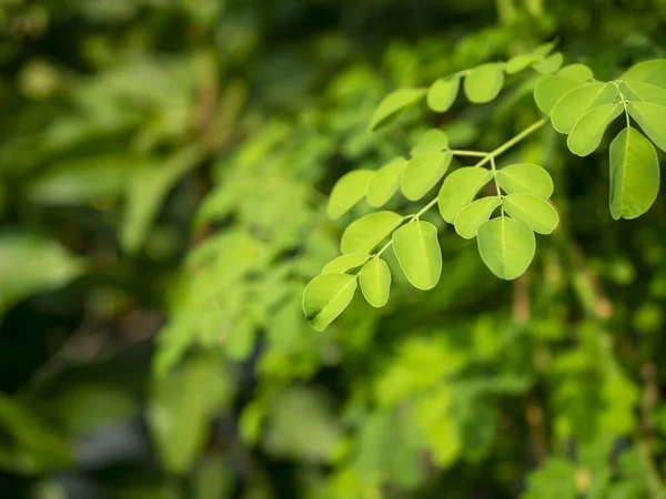 Kelor Oder Drumstick Baum Moringa Oleifera Grüne Blätter Ausgewählter Schwerpunkt — Stockfoto