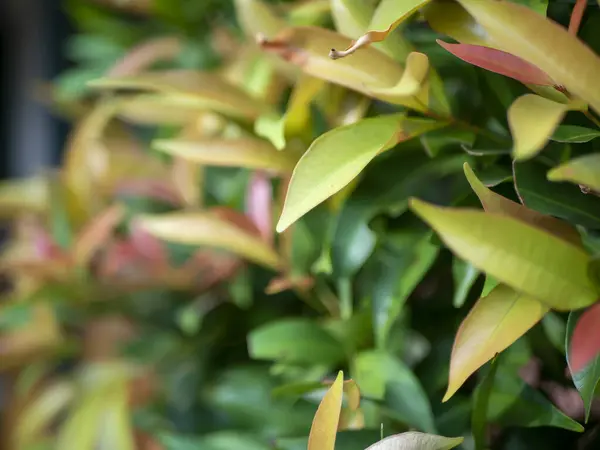 stock image Pucuk Merah, Syzygium oleina (Syzygium paniculatum), Red Shoots leaves, shallow focus