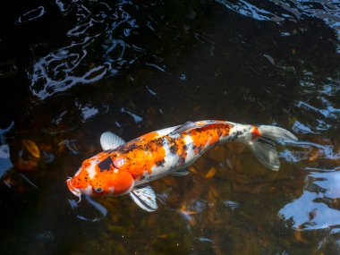 Koi balığı, özellikle nishikigoi (Cyprinus rubrofuscus), yapay bir gölette renkli dekoratif balık.
