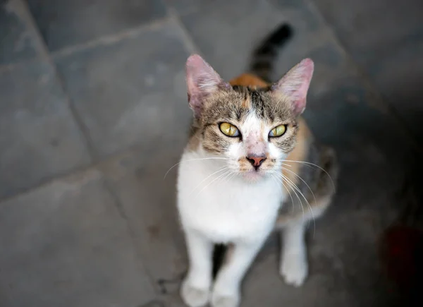 Simpatico Gatto Locale Con Naso Rosa Fuoco Basso Sfondo Animale — Foto Stock