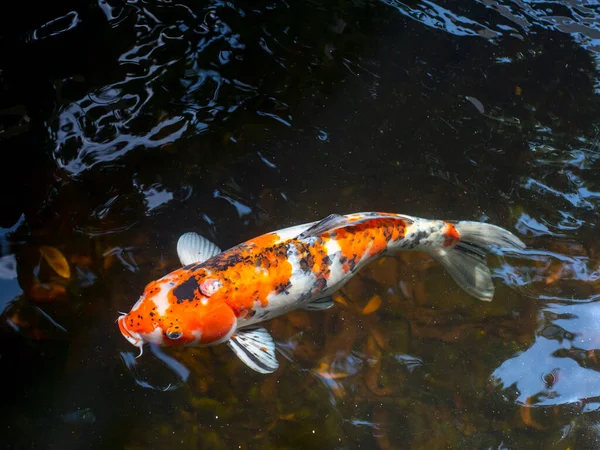 Koi balığı, özellikle nishikigoi (Cyprinus rubrofuscus), yapay bir gölette renkli dekoratif balık.