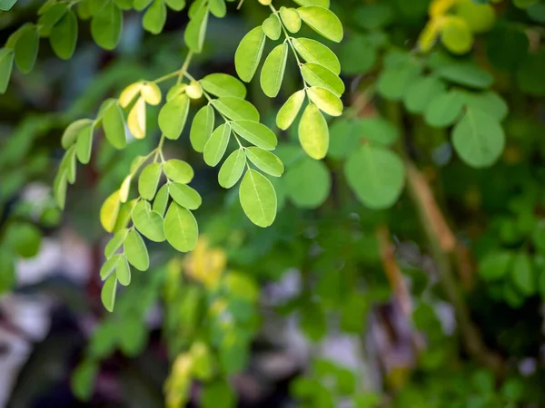 stock image Kelor or Drumstick tree, Moringa oleifera, green leaves selected focus