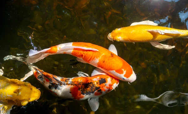 Koi Balığı Özellikle Nishikigoi Cyprinus Rubrofuscus Yapay Bir Gölette Renkli — Stok fotoğraf