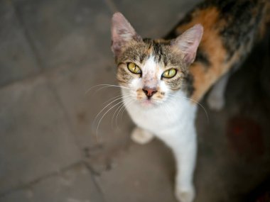 Pembe burunlu, sığ odaklı sevimli bir yerel kedi. Hayvan arkaplanı ve duvar kağıdı.