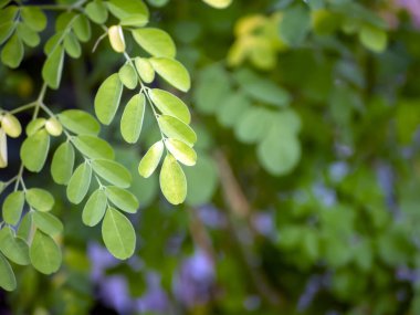 Kelor veya Drumstick ağacı, Moringa oleifera, yeşil yapraklar seçili odak noktası
