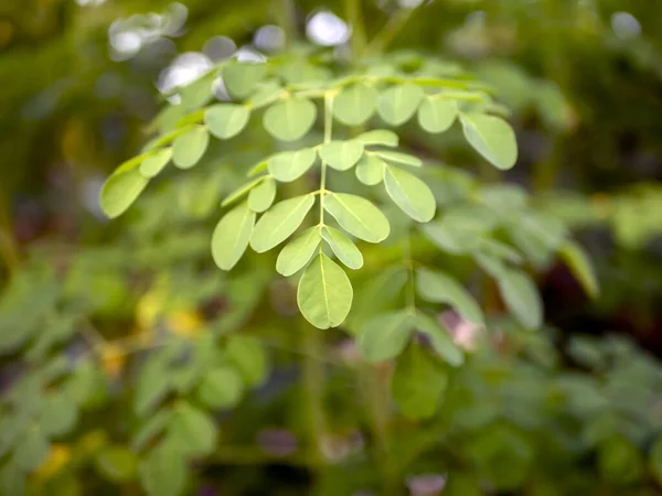 ケロードラムスティックの木モリンガのオリフェラ緑の葉がフォーカスを選択 — ストック写真