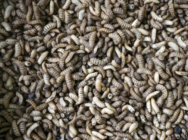 Kara Asker Sineği Bsf Larvaları Veya Kurtçukları Hermetia Llucens Balık — Stok fotoğraf