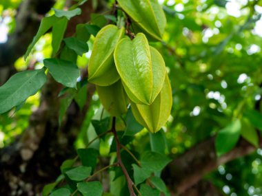 Ağaçta asılı taze yeşil yıldız meyveleri (Averrhoa carambola)