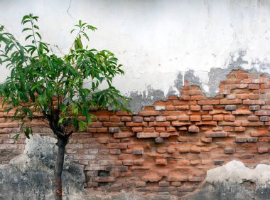 Duvar kâğıdı için doğal arka plan için yeşil bir bitkiyle eski, eski, eski ve eski tuğla duvar dokusu.
