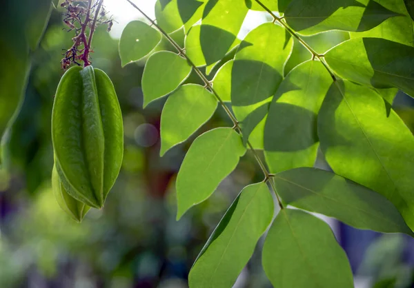 stock image Fresh green raw star fruits (Averrhoa carambola) hanging on its tree