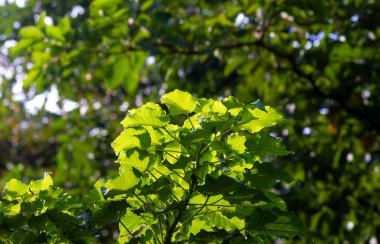 Kalpataru (Ficus religiosa), bodhi ağacı yeşil yaprakları, seçilmiş odak noktası. Doğal arkaplan ve duvar kağıdı