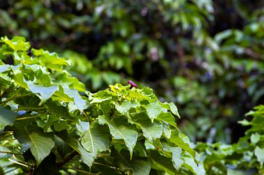 Kalpataru (Ficus religiosa), bodhi ağacı yeşil izin ve çiçekler, seçilmiş odak noktası. Doğal arkaplan ve duvar kağıdı