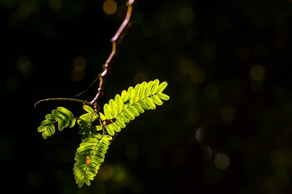River Tamarind Leucaena Leucocephala Green Leaves Spider Silhouette Dark Background — Stock Photo, Image