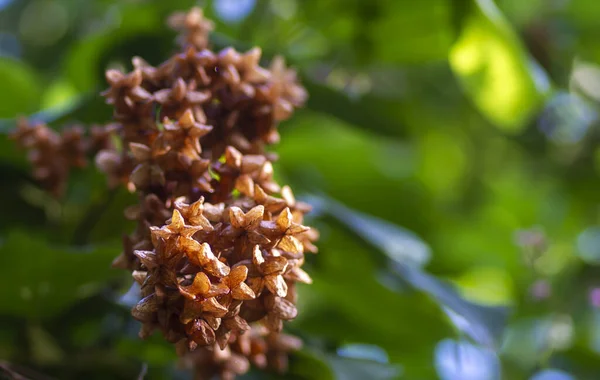 Tahongai Misafir Ağaç Kleinhovia Hosita Timoho Java Endonezya Çiçek Tohum — Stok fotoğraf